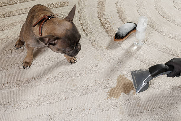 Pet Stain Removal